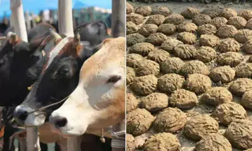 Why Indian Doctors Warn Against Usage of Cow Dung for Covid Cure?