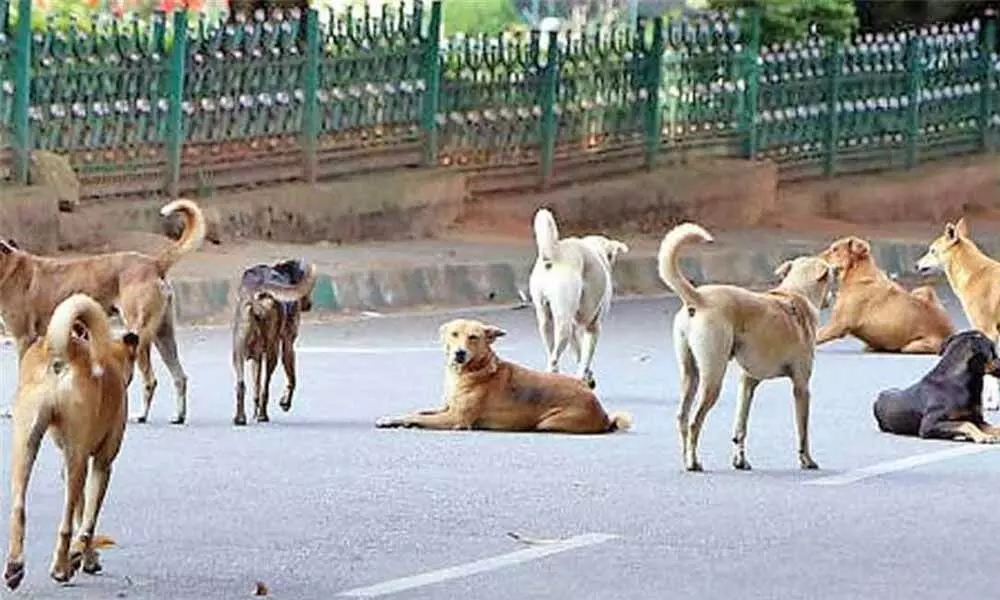 Destitute woman mauled to death by stray dogs in Bengaluru