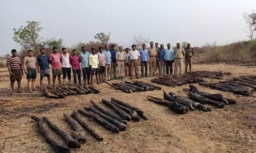 The red sanders logs recovered by B Matam police on Saturday