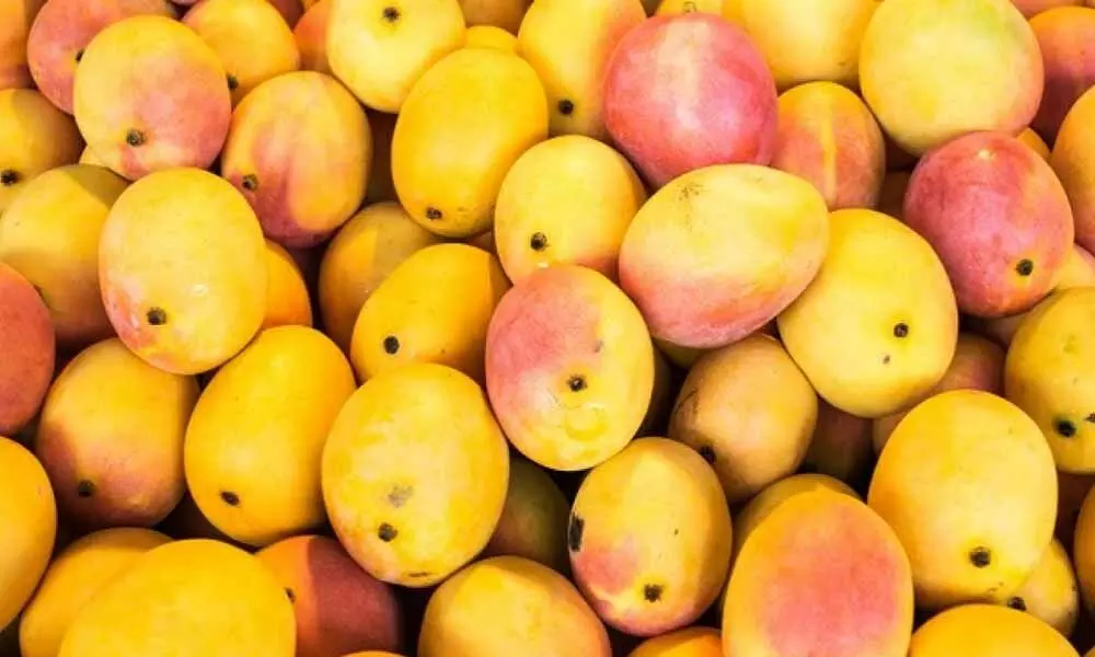 Mango growers hit again by corona curfew