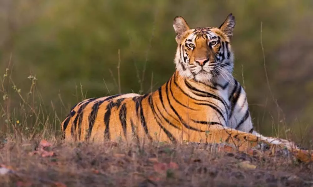 Tigress Found Dead in Madhya Pradesh’s Panna Reserve; 4th Death in 10 Days