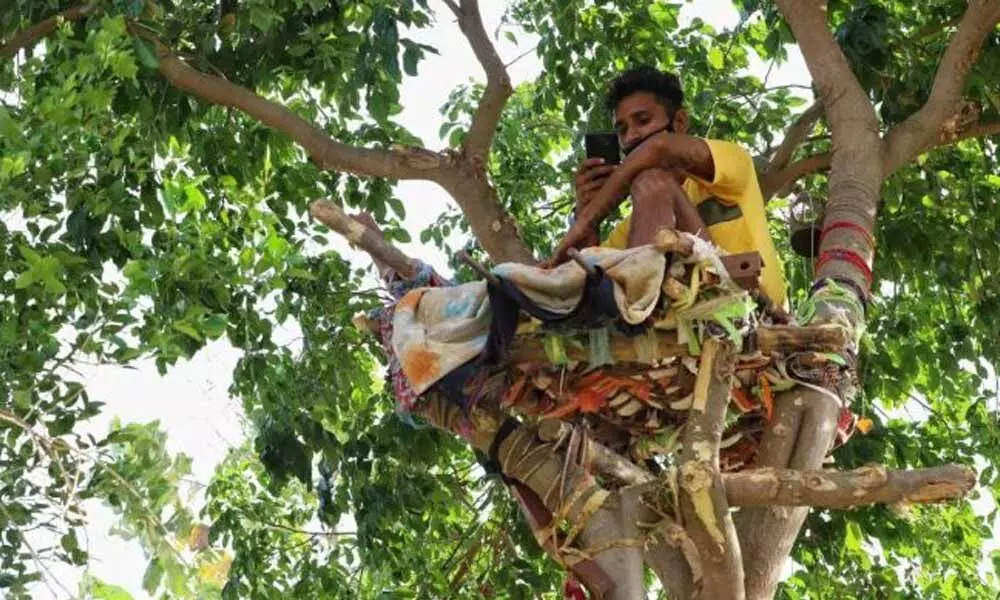 Telangana Student Isolated Himself On A Tree After Tested Positive