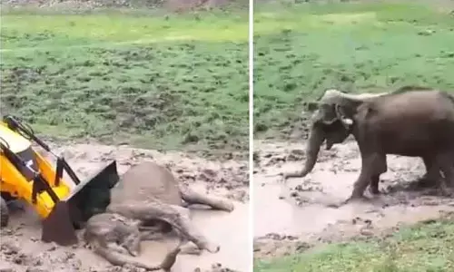 Officials Rescued Elephant In The Bandipur Tiger Reserve