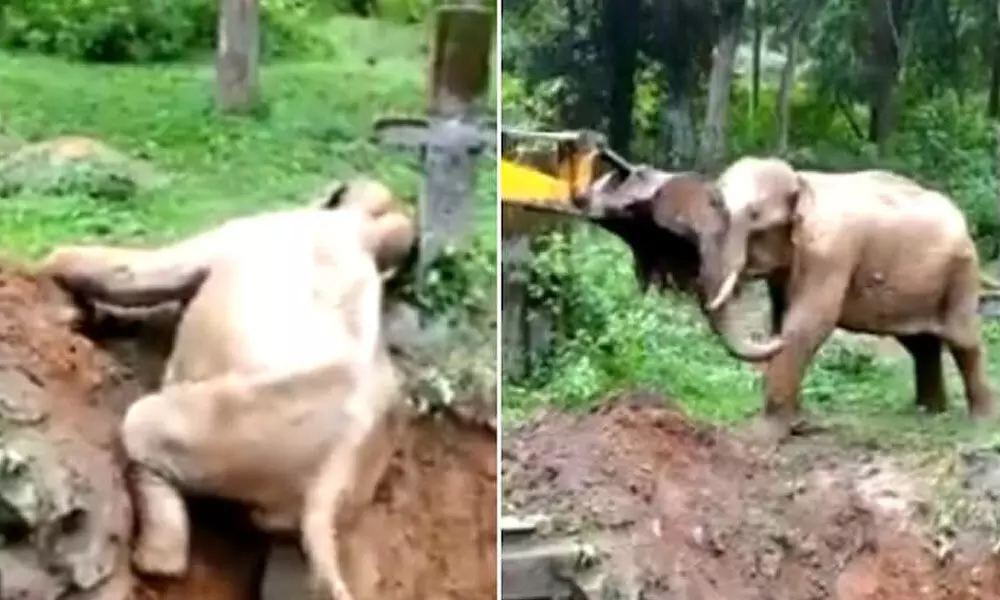 Elephant Stuck In The Muddy Ditch Rescued And The Operation Won Hearts Of The Netizens