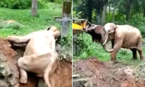 Elephant Stuck In The Muddy Ditch Rescued And The Operation Won Hearts Of The Netizens