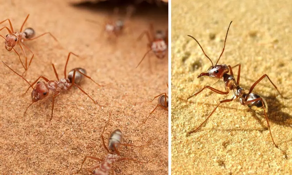 The Worlds Fastest Ant Has Set A New World Record, Clocking 20 Times Usain Bolts Top Speed