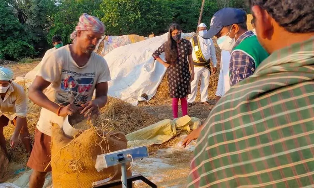 Procurement of paddy underway at Kakinada: Joint Collector Lakshmisha