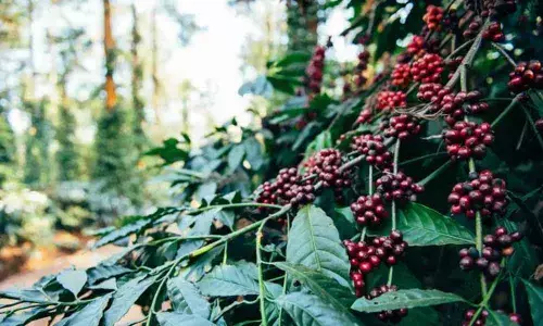 Araku coffee has huge global growth potential
