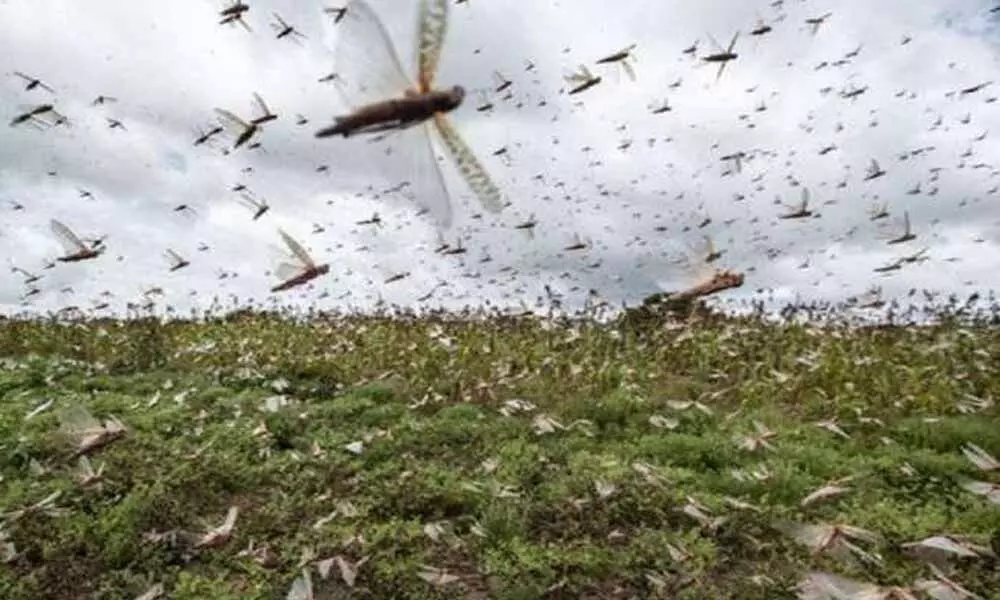 Farmers warned of possible locust attack in Uttar Pradesh