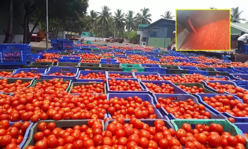 Tomatoes being transported to pulp industry in Chittoor district.