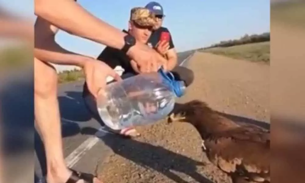 Viral Video Of Man Helping The Eagle To Drink Water Hold The Hearts Of The Netizens