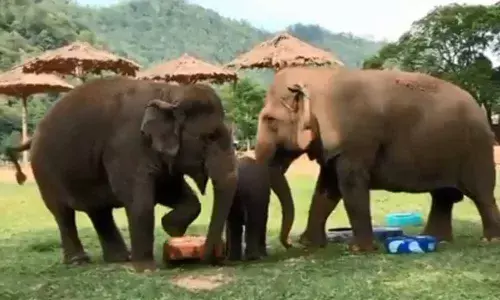 Trending Video On Twitter Took Melts The heart Of The Netizens