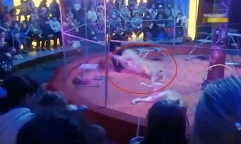 Watch The Viral Video Of Lioness Attacking Th Circus Trainer During The Live Show