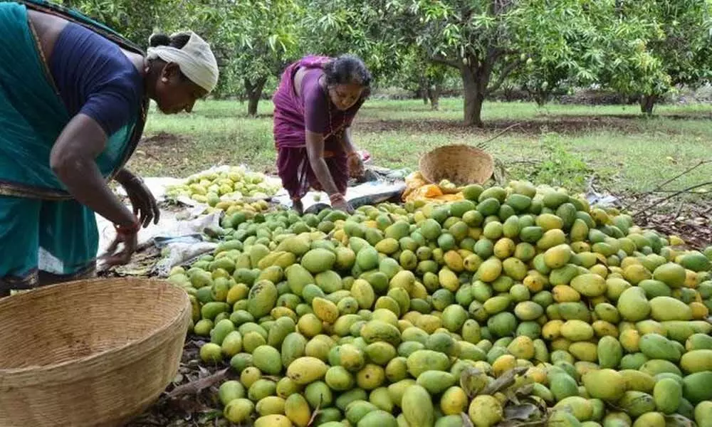 Rythu Sangham demands remunerative price to mangoes