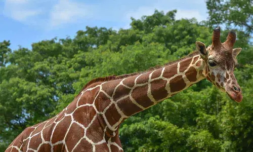 Female Giraffe dies of illness in Nehru Zoological Park in Hyderabad