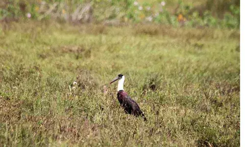 HC orders status quo on Hesaraghatta Grasslands