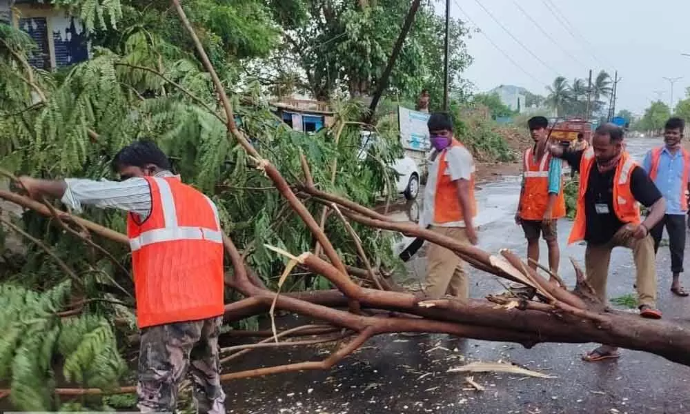 A tree falls on the road in Vizianagaram  as heavy rain lashes the district  on Saturday evening