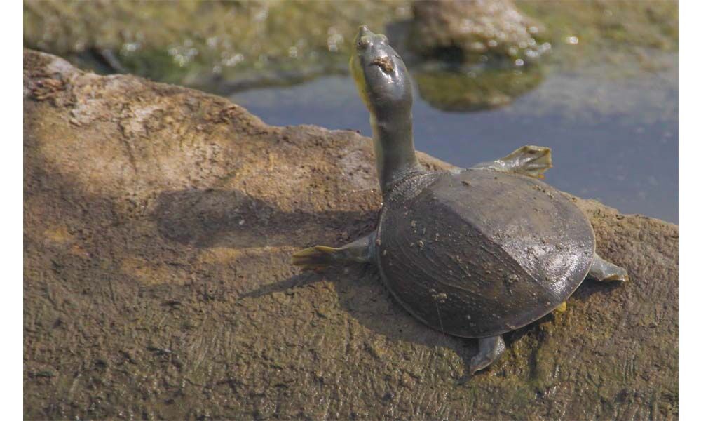 67 endangered turtles recovered from 4 poachers