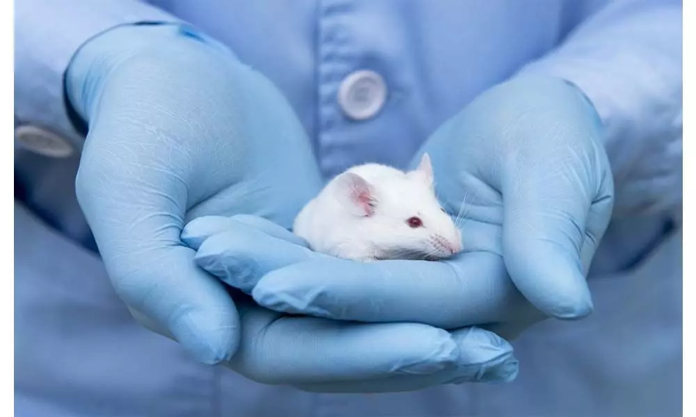 New drug blocks Covid-19, variants in mice