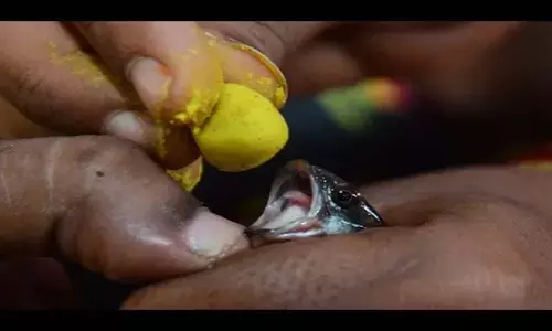 Hyderabad: No Fish Prasadam this year too amid rise in covid-19 cases