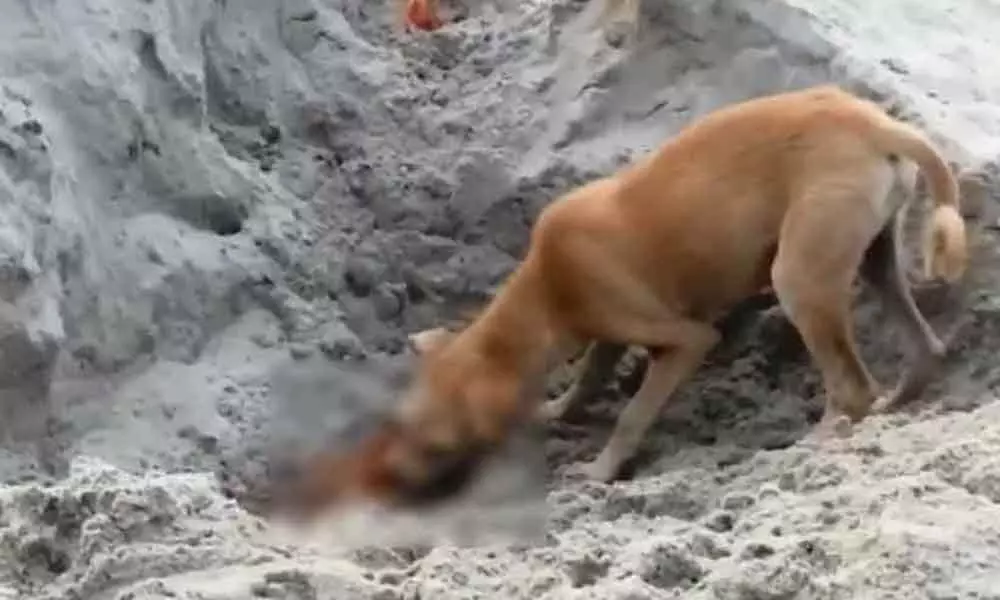 Dogs eat bodies on a riverbank in Uttarakhand