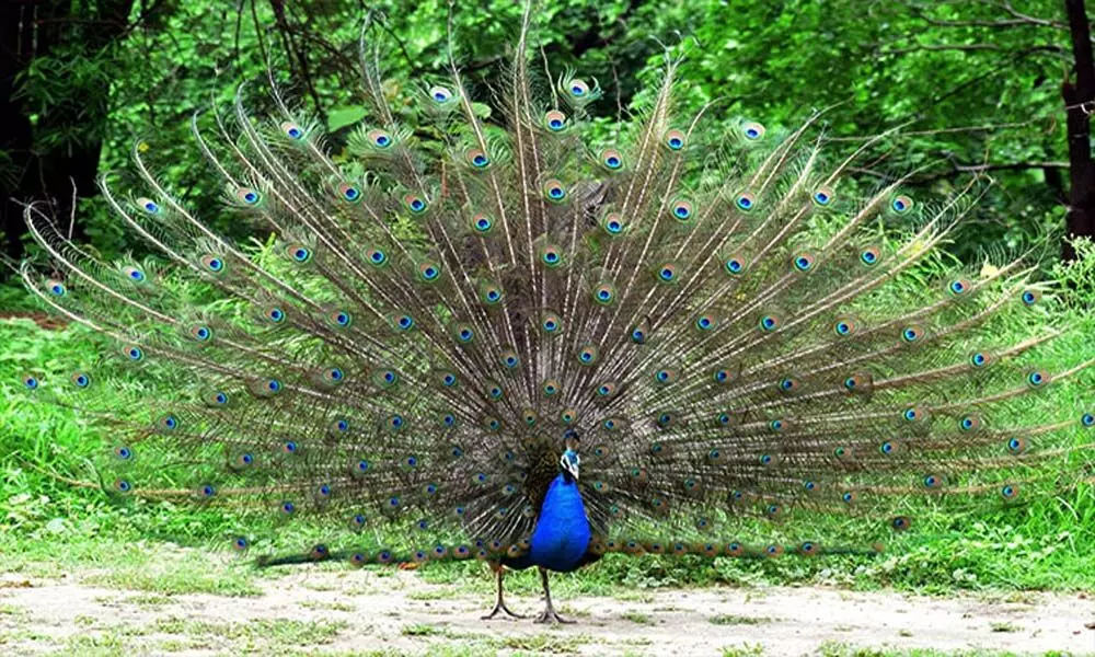 Sixteen peacocks found dead in orchards in Uttar Pradesh