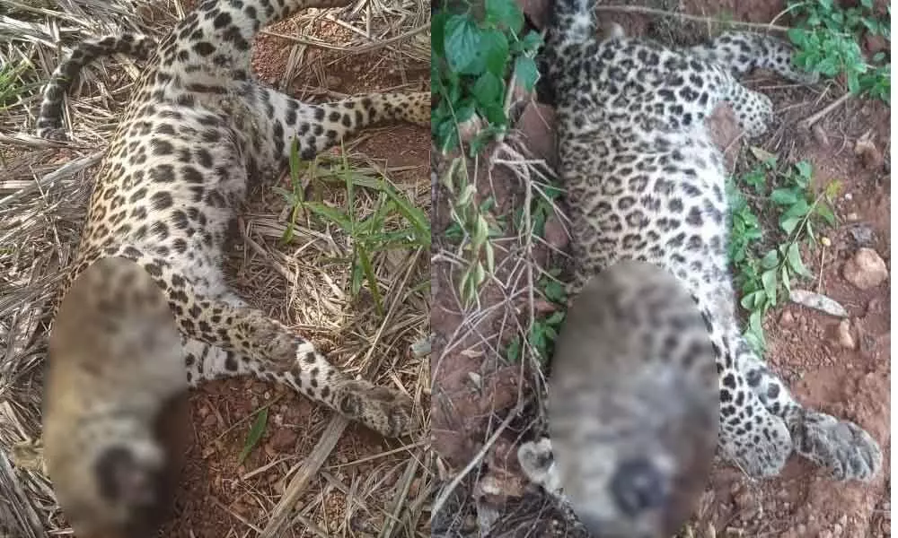 Two more leopards found dead