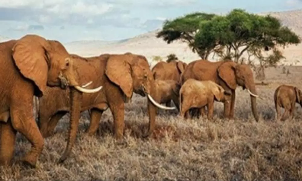 Free roaming elephants in Namibia worsen human-wildlife conflict