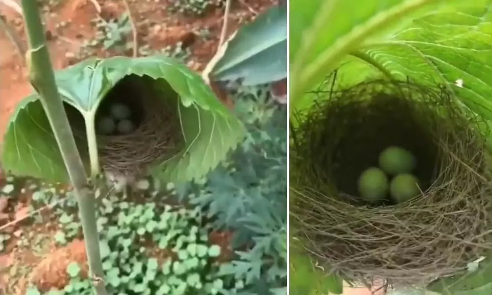 Watch The Trending Video Of The Beautiful Birds Nest Inside A Tree leaf