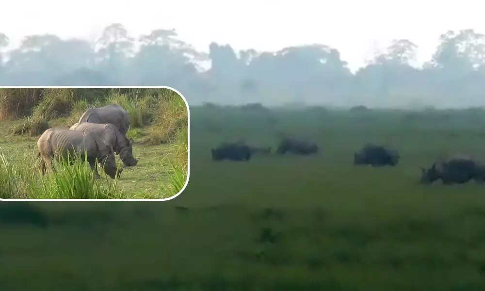 Watch The Trending Video Of Kaziranga National Park, Where 20 Rhinos Are Seen Enjoying