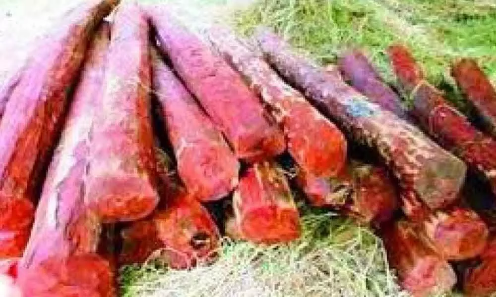 30 red sanders logs worth Rs 3Lakh seized