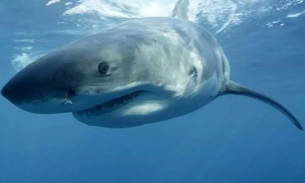 Sharks went nearly extinct 19 million years ago: Study