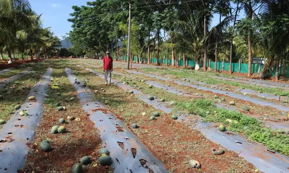 Watermelon rotting in fields sans buyers
