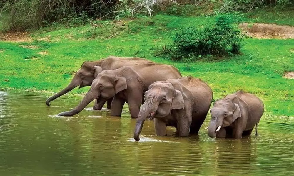 28 elephants tested for coronavirus at Mudumalai camp in Ooty