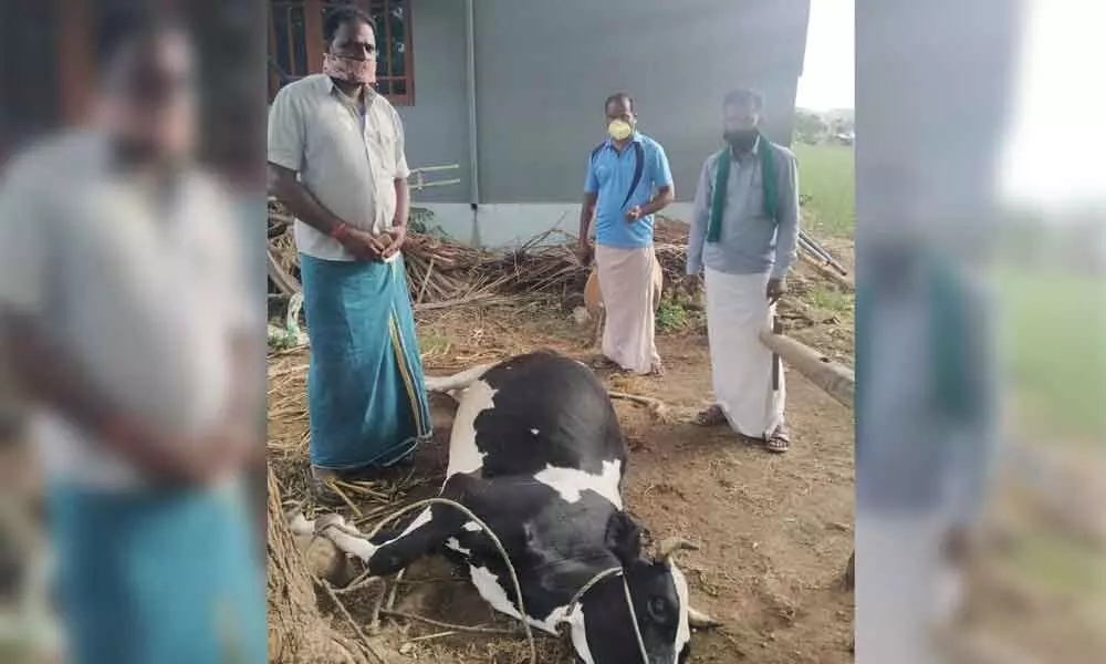 Delay in FMD vaccination leading to death of cattle in villages