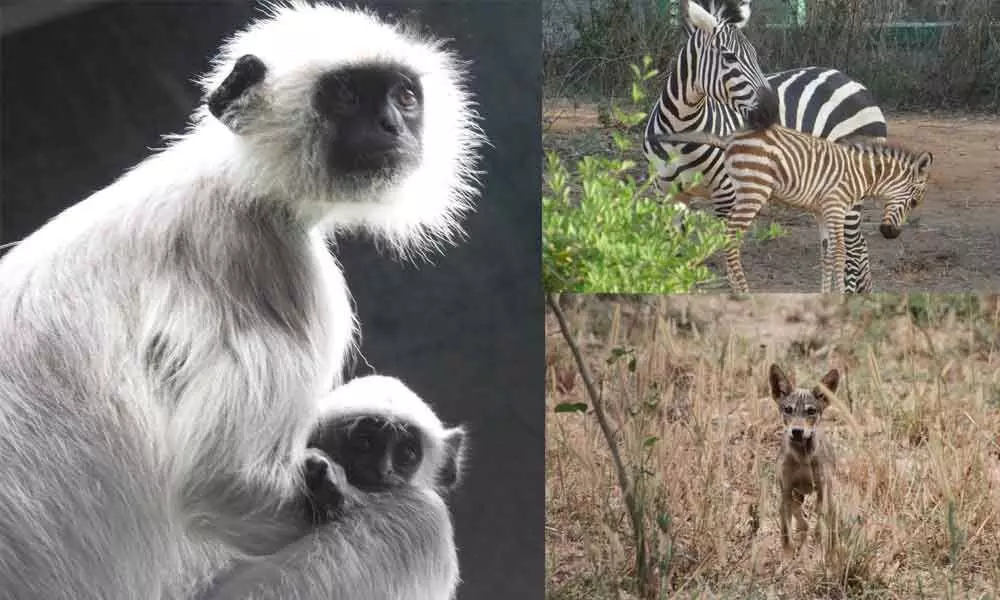 Cash-strapped Bengaluru zoo’s plea to adopt animals