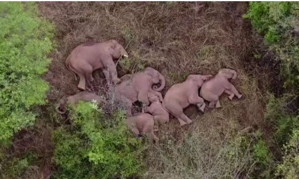 Watch The Trending Video Of Elephant’s Family Sleeping Quietly
