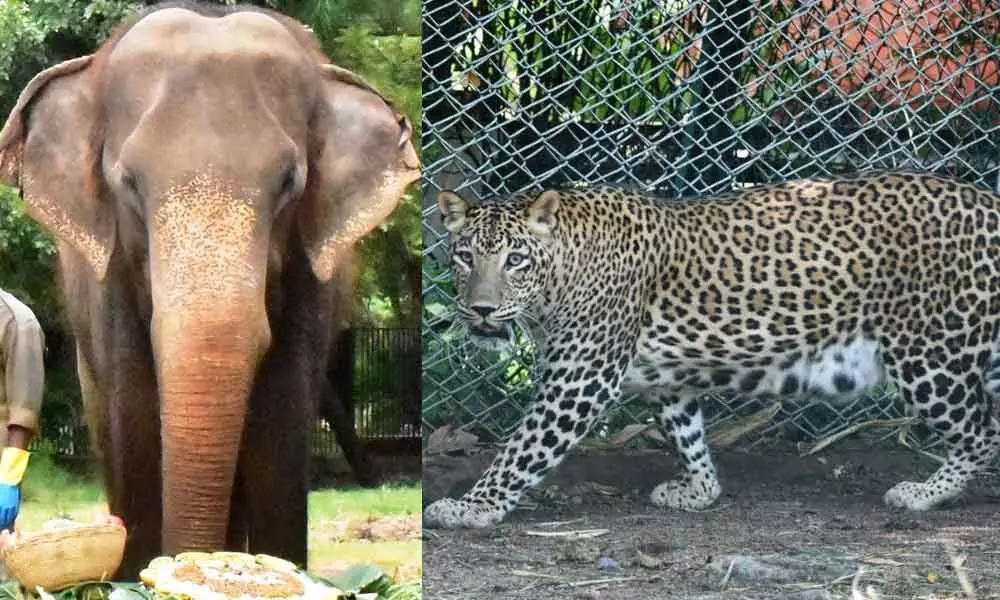 Hyderabad Zoo mourns loss of elephant, leopard
