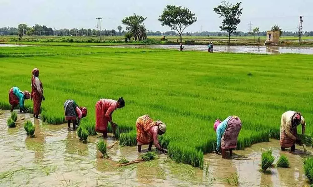 Paddy MSP up by Rs 72 per quintal