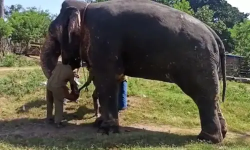 In Tamil Nadu, Elephants Are Being Tested For COVID-19 After Nine Lions Tested Positive In A Zoo