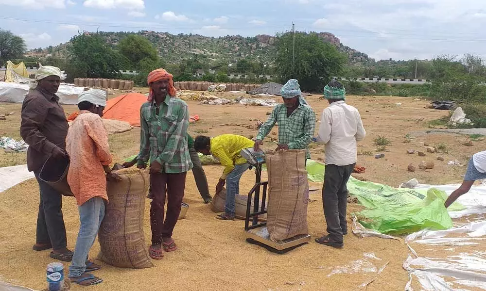 Hamalies weighing paddy of women farmer Prema Latha at Arjalabavi procurement centre on Thursday, which she brought to the centre on May 6