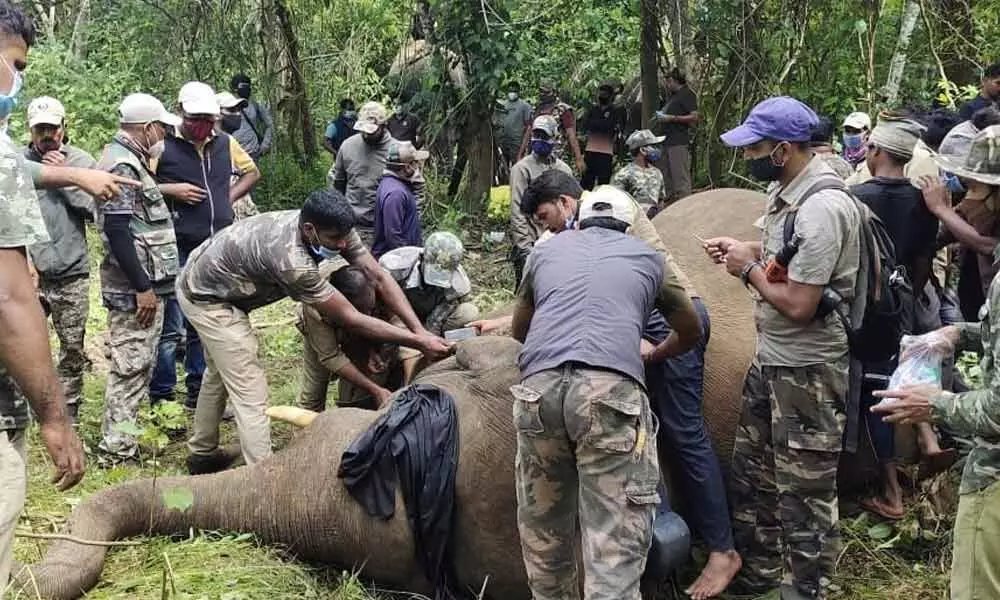 Forest officials capture tusker that has killed five villagers