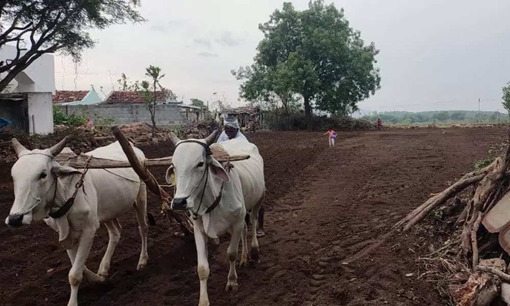 With onset of southwest monsoon in the State, farmers in Peddapalli district started preparations for the vanakalam cultivation season