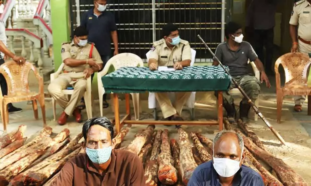 Task force seizes 54 red sanders logs, arrests 2 smugglers