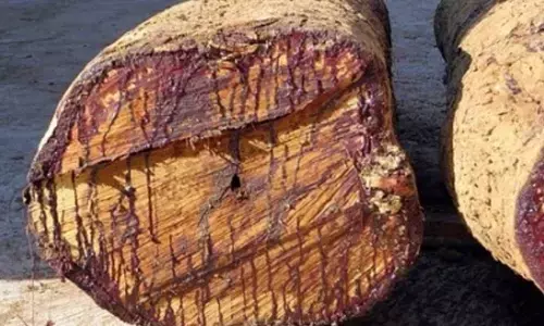 Paid Rs 25L bribe to Kerala forest officials, claims timber dealer