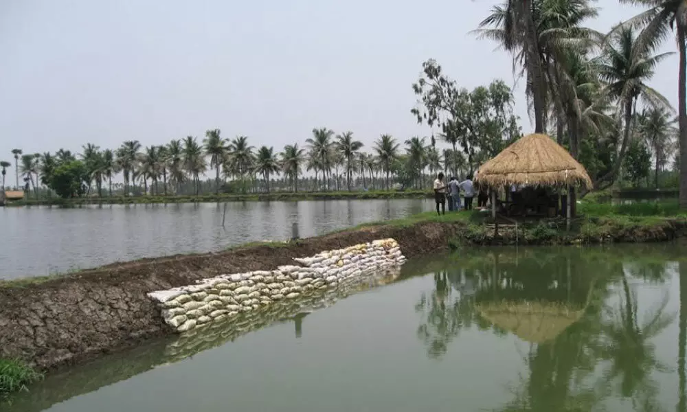 Unbridled aquaculture in East Godavari district: Why it needs to be monitored