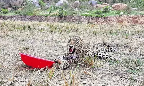 Telangana: Leopard injures in cattle attack at Koilkonda in Mahbubnagar