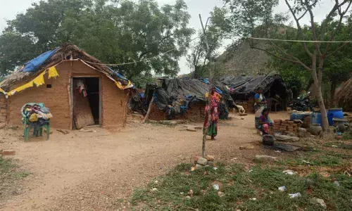 The Chenchu colony at Rajampalli of Chatlamitla panchayat in Peddaraveedu mandal of Prakasam district