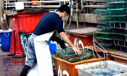 Markets with live wild animals create utmost risk for human health: Lancet