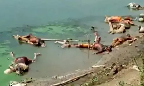Dead bodies continue to be dumped into the Ganga in Bihar